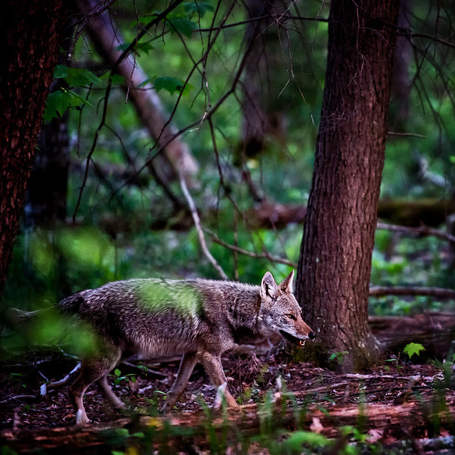 On The Prowl on Flickr. “On The Prowl” Cades Cove Smoky Mountains National Park