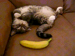 mrbigode:  Cats do not like fruits  and, in fact, are violently opposed