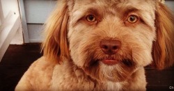 Human face dog #mood 😂  (at Hacienda Pèrez-Garcia)