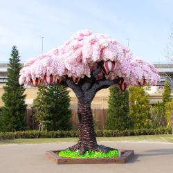 itscolossal:The World’s Largest LEGO Cherry Blossom Tree Blooms in Japan