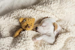 soft-kittie:  houseofwonderandchaos:  end0skeletal:  In case you’re having a bad day…here are some puppies sleeping with stuffed animals. (Credit: 1, 2, 3, 4, 5, 6, 7, 8, 9, 10. A note on the first puppy: At 5-&frac12; weeks old, Daisy was mauled