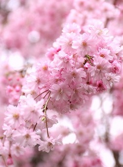flowersgardenlove:  八重紅枝垂 (Prunus