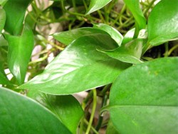 thepoisondiaries:  Poisonous Winter plant - Devil’s Ivy… Devils Ivy is a vining evergreen, often used as decoration. It is also grown on some aquariums with the roots of the Ivy in the water. This is beneficial for the life of the plant and the aquarium