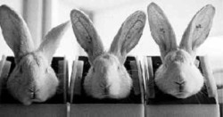 historical-nonfiction:  In 1927, two German gynecologists Zondek and Aschheim developed the rabbit test. They injected a woman’s urine into a female rabbit. The rabbit was then examined over the next couple days. (Read: killed and surgically examined.)
