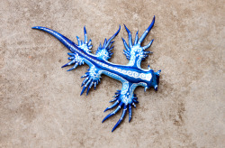scales-and-fangs:  This fabulous creature is The Blue Sea Slug (Glaucus atlanticus)