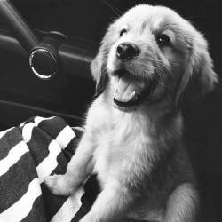 summerhigh:  puppies make me so happy, #3