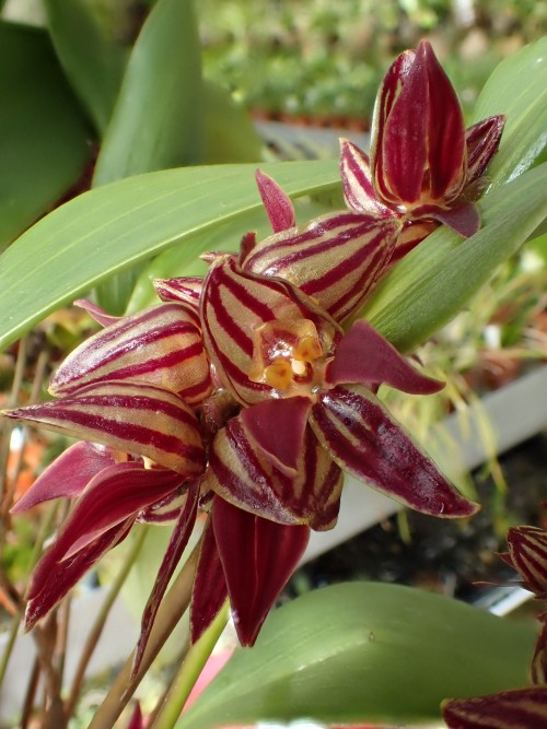 orchid-a-day:    Pleurothallis archidonopsisMarch 22, 2020    
