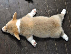 vodkaslumber:  the1975obsessed: kawaii-animals-only:  One corgi, two corgi, three corgi, four corgi…  Save these pictures before you lose it on your dash  Forever obsessed with this photoset 