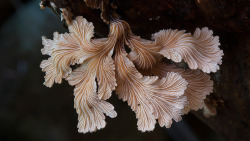 culturenlifestyle:  Steve Axford Captures Strange And Undocumented Australian Fungi Steve Axford is a photographer on a mission to discover a thread of alien fungi, which has never been captured before. Axford lives in the Northern Rivers of New South