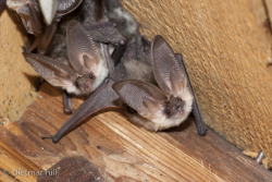 battime:  Plecotus alpinus - Alpine Long-Eared Bat Photos by Dietmar Nill 