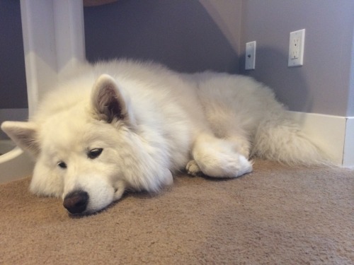 skookumthesamoyed:  Portraits of Skookum, at rest in his micro-loft (including where he was curious and smelled my phone)