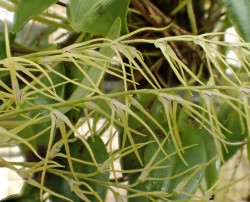 orchid-a-day: Anathallis ramulosa Syn.: Pleurothallis ramulosa; Humboltia ramulosa; Specklinia ramulosa; Stelis catenata October 30, 2018  