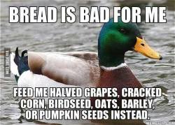 scalestails:  fightingforanimals:  Why feeding water birds bread is harmful: Duckling Malnutrition: In an area where ducks are regularly fed bread, ducklings will not receive adequate nutrition for proper growth and development. Furthermore, because