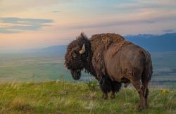 earthporn-org:  King of the Hill: An American Bison on the National Bison Range, Moiese, Montana; Mark Mesenko
