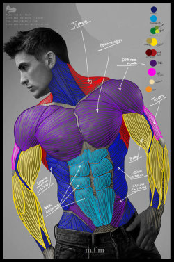 singulartitular:  drawingden:  Male Torso Anatomy Study by LeRenart   @finnthetransboi 