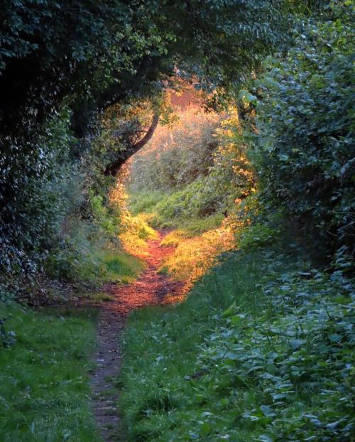 amazinglybeautifulphotography:Magical Golden Hour, Shropshire, England [OC] [5196 x 3907] - Author: -camtheron- on reddit