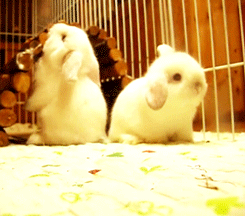 awwww-cute:  Rabbits are not very good at trust exercises 