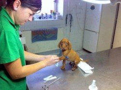 awwww-cute:  Moment of bravery at the vet