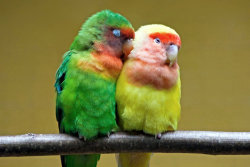 (via maluna) These birds are just so cute