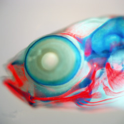 scienceyoucanlove:  Image of the Day: Technicolor SticklebackThis juvenile fish has developing bone stained red and developing cartilage stained blue.Mark Currey, PLoS Genetics, doi:10.1371/image.pgen.v06.i02.g001