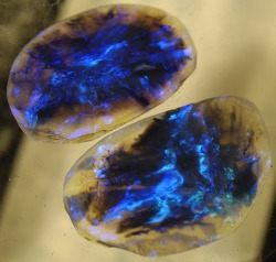 the-science-llama:  Lightning Ridge Black Opal - Twin Galaxy Gem Stones Aside from Grey and White, Black Opal is the most precious and is at least 50 times more rare than diamond, yet these beautiful gems are also much more fragile. The brilliant colors