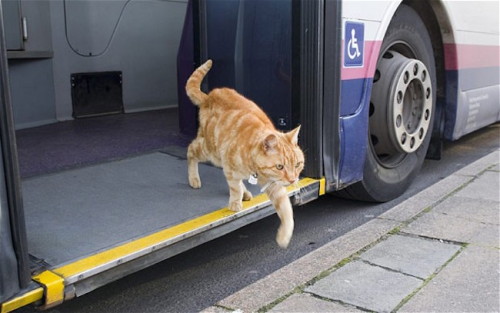 tastefullyoffensive:  “This clever cat named Artful Dodger regularly catches the bus by himself in his hometown of Bridport, UK. He waits at the station for the bus to arrive, and travels the 10 mile round trip to neighboring Charmouth so often, that