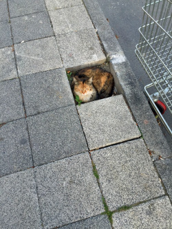 thebiblemachine:  tastefullyoffensive:  “If I fits, I sits.” (photo via kharzul07)  this is so powerful.  i’m here for this.
