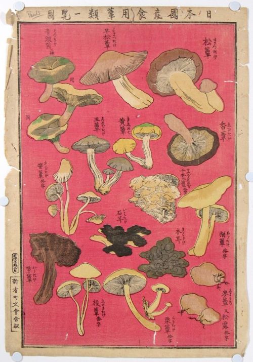 huariqueje:  Chart of Edible Japanese Mushroom Types   ,    Early 20th Century    Ukiyo-e  Japanese artWoodblock,  6.25 x 3.75 in.