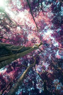 electric-voltage:  Pink Tree | by Chanarthip