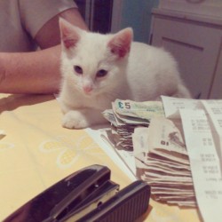 #evil little money keeping goblin #kitten #money #cute