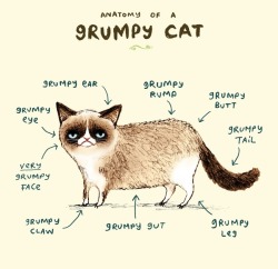 1000drawings:  Anatomy of a Grumpy Kitty  by   Sophie Corrigan 