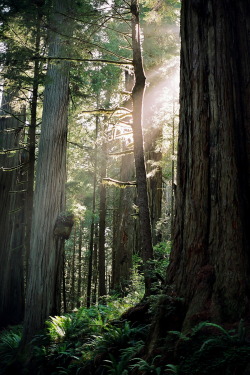 r2–d2:  Afternoon in the Redwoods 
