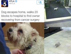 lnfinitelyfucked:  mazmoney:  what did humans do to deserve dogs   😭😭😭