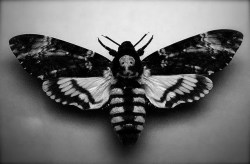 mortisia:  Death’s-head Hawkmoth The name refers to any one of the three species (A. atropos, A. styx and A. lachesis) of moth in the genus Acherontia. These moths are easily distinguishable by the vaguely human skull-shaped pattern of markings on