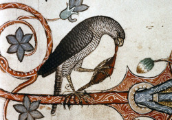 medieval:  Peregrine falcon devouring its prey. English birds from ‘The Ormesby Psalter’. MS.Douce 366.  13th c.