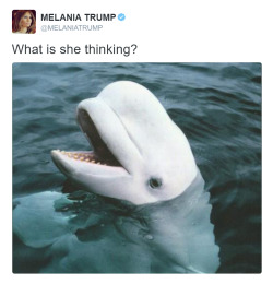 konkeydongcountry: truth be told, the comeback here isn’t half as notable as the mystery of why the hell melania trump tweeted a picture of a beluga whale with the caption, “what is she thinking?”