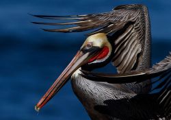 llbwwb:  Pelican by Mark Boster.
