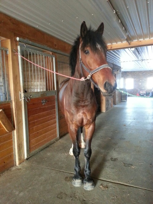 the-eventer:  dressagexstrong:  allthehorsesandme:  Love of my life♡ Paul suggested we re name him beacuse he dosnt really look like a “Prince Cameron”. Our options we came up with are -Bear -Olaf -Murphy Which do you guys like?  Oh my god, he is