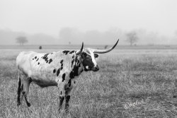 photographyissketch: Longhorn Fine Art Photography Black and White Texas Landscape Misty Foggy Winter scene Farm Ranch home decor Large wall Art Country style   My grandpa used to have a heard of Longhorns