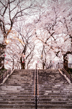 plasmatics:  Cherry Blossoms by Itoshi Tamani