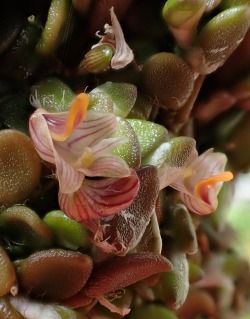 orchid-a-day: Dendrobium lichenastrum Syn.:Bulbophyllum lichenastrum; Davejonesia lichenastrum; Dockrillia lichenastrum; Phyllorchis lichenastrum January 27, 2019  
