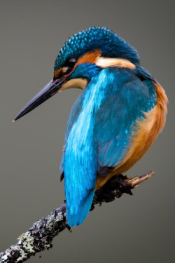 brazenbvll:  Kingfisher : (©)  