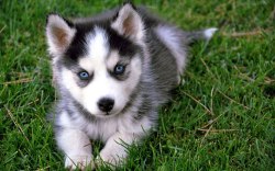 paws-down:  Siberian husky puppy.