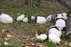 giantpandaphotos:  Panda sleepover! Ai Li, Jun Jun, Zhen Zhen, Qiao Qiao, Suang Xin, Shuang Xi, Cheng Da and Liu Yi at the Chengdu Panda Base (Sunshine Nursery) on November 17, 2011. © Jeroen Jacobs. 