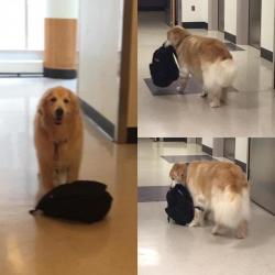 dawwwwfactory:Meet Eddie, the Hospital Therapy Dog who is always carrying around his bookbag of toys and can always be found in the Pediatric Intensive Care Unit Click here for more adorable animal pics! 