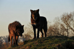 Sisterofthewolves:  Juvenile North American Wolves By Simon Barrow 