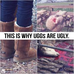 kathtea:  earthschild:  greenvegansara:  peta2:  Sheep used for wool are CASTRATED without painkillers, tails CHOPPED off &amp; throats slit, just for a pair of UGG Australia boots, a wool sweater, or jacket: http://peta2.me/uggtober  People still