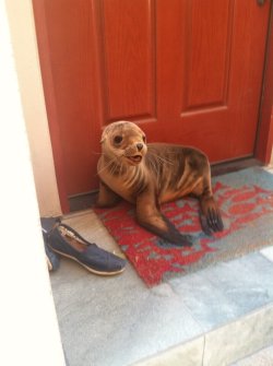 ghouliina:  jake-benge:  rumblefishx:  ryulongd: I live by the beach and this little guy just popped by for a visit   EXCUSE ME  Excuse me, do you have a moment to talk about our lord, Poseidon?   HAHAHA  The day that this happens to me is the day I