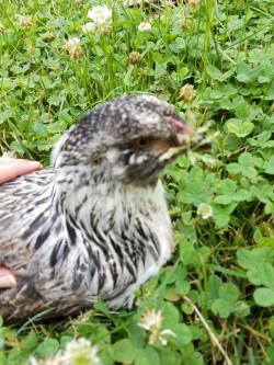 the-gay-u-cant-catch:  Lol Kouki wasnâ€™t happy to be brought out of aviary. After the pictures she ran right back in to join her friends! Sheâ€™s all grown up now. Look how her feathers have changed!  OH MY GOSH KOUKI IS SO GORGEOUS ;//A//; â™¡â™¡â™¡