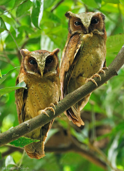  White-fronted scops owl (Photo by harprit singh) 